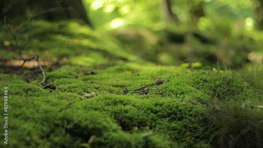 Moos am Baum