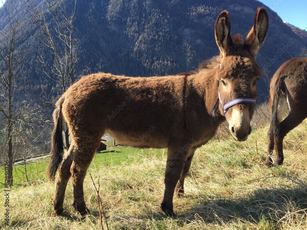 esel in der Schweiz