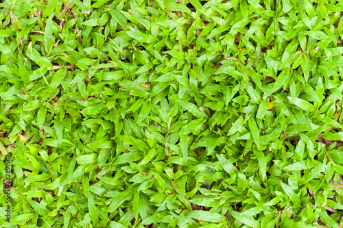 Grass dirty dust in sun light