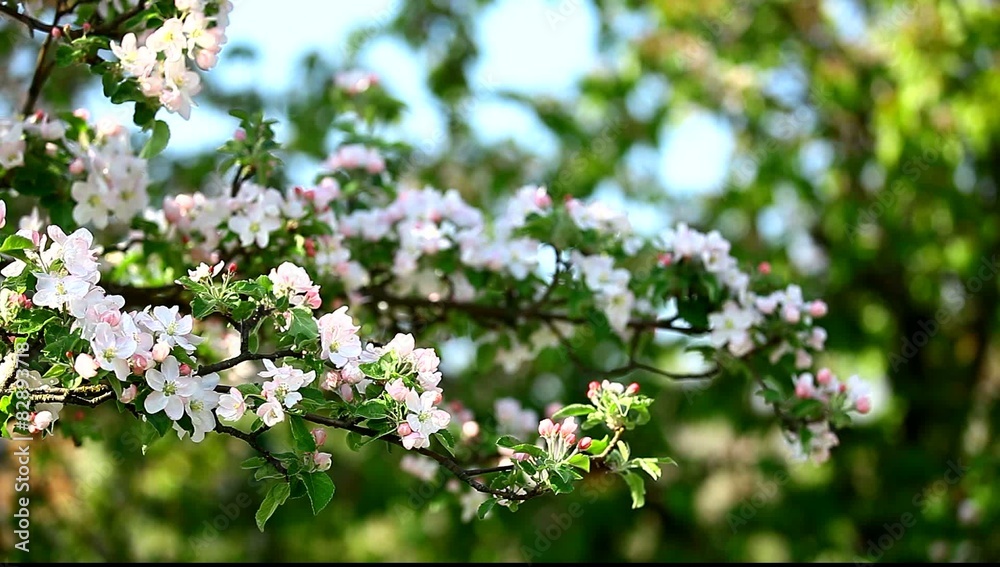 Blossom apple tree in the garden in spring time Blossom apple tree in the garden in spring time