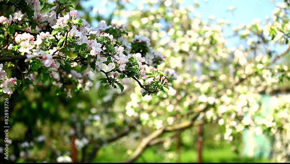 Blossom apple tree in the garden in spring time Blossom apple tree in the garden in spring time
