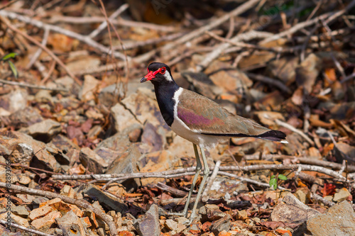 Red-wattled Lapwing(Vanellua indious) photo