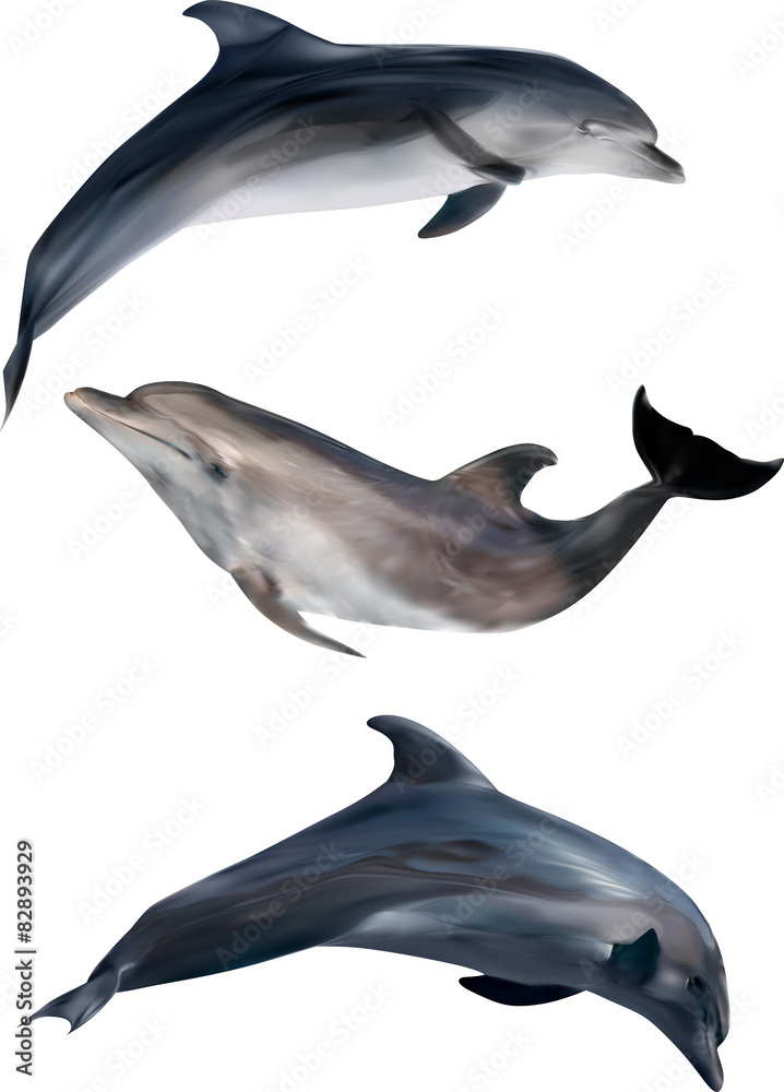 Fototapeta premium three gray dolphins isolated on white