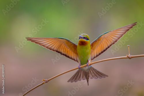 Full frame of male Blue-tailed bee-eater 