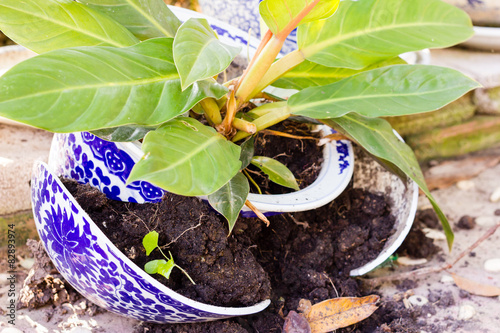 plant in a broken flower pot