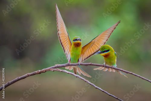 Flying male action of Blue-tailed bee-eater 