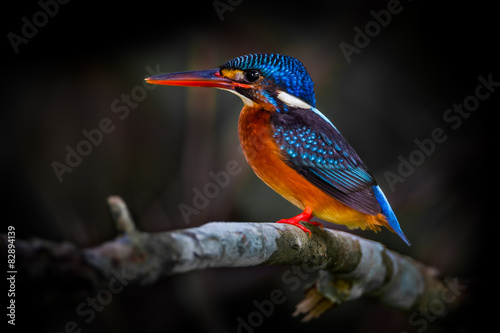 Obraz na plátně female Blue-eared kingfisher (Alcedo meninting)