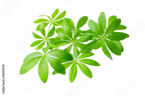 Nahaufnahme von Waldmeister vor weißem Hintergrund