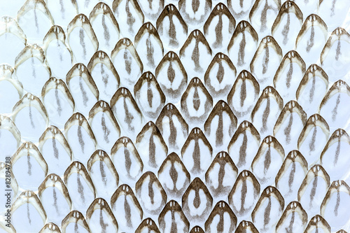 Snake skin, Snake molt
