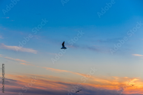 flight at sunset