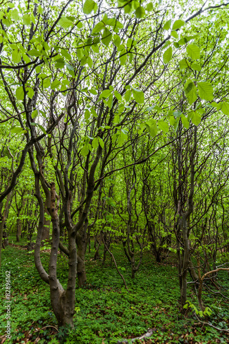 Gespensterwald Nienhagen