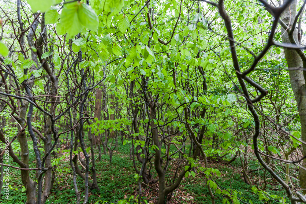 Fototapeta premium Gespensterwald Nienhagen