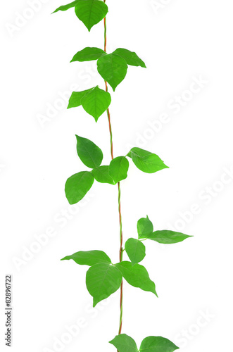 ivy plant