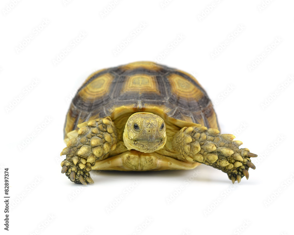 Obraz premium turtle isolated on white background