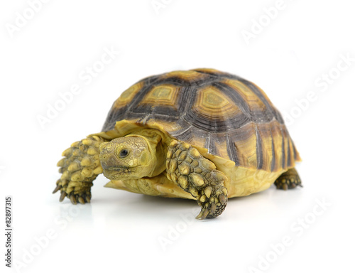 turtle isolated on white background