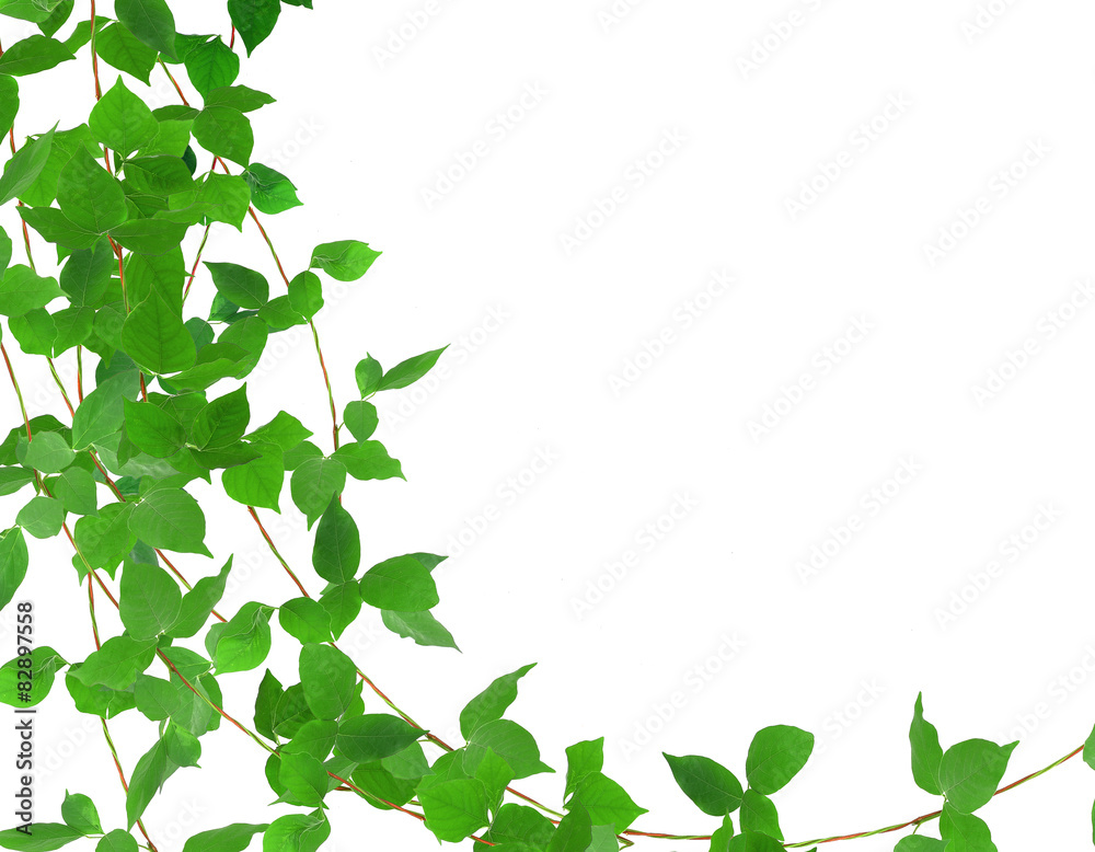 Obraz premium Green leaf ivy plant isolated on white background
