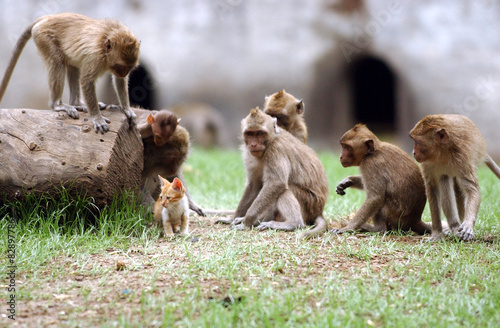 Photography Java monkey group play with a cat