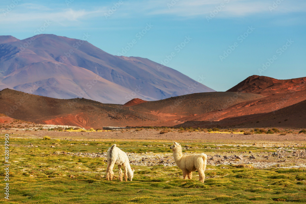 Naklejka premium Llama