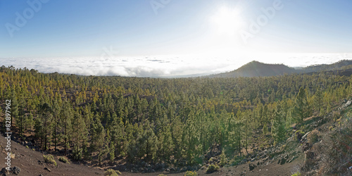 mountain forest above clouds