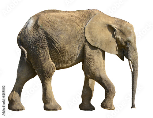Isolated African elephant