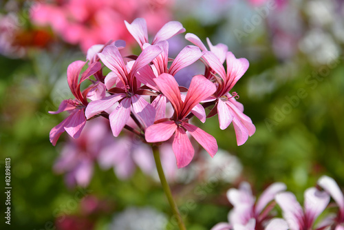Fototapeta Naklejka Na Ścianę i Meble -  Closeup geranium flowers