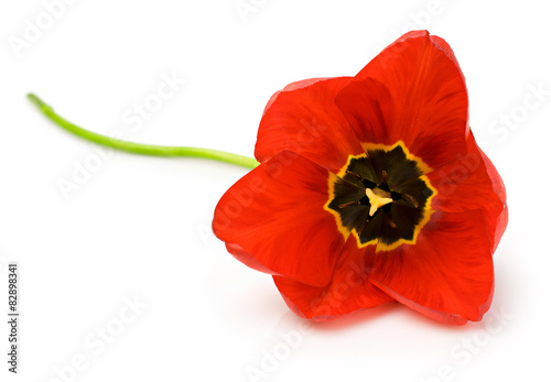 Fototapeta Naklejka Na Ścianę i Meble -  Single red tulip close-up