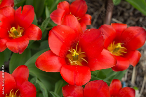 colorful tulips, tulips in spring