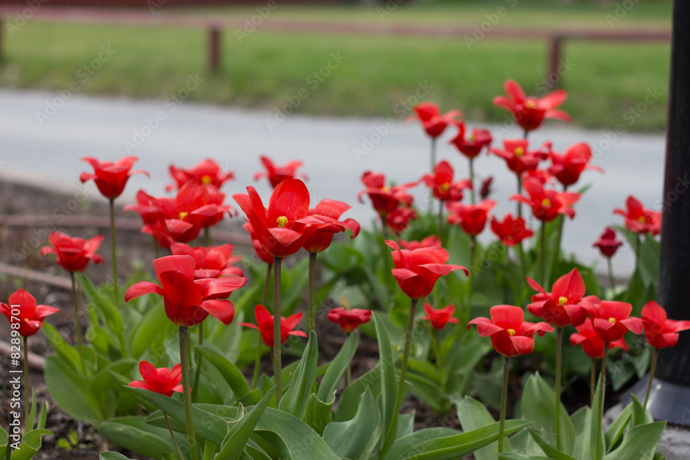 colorful tulips, tulips in spring colorful tulips, tulips in spring