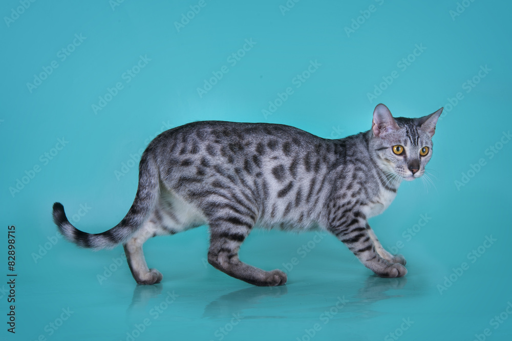 Savannah kitten isolated on blue background