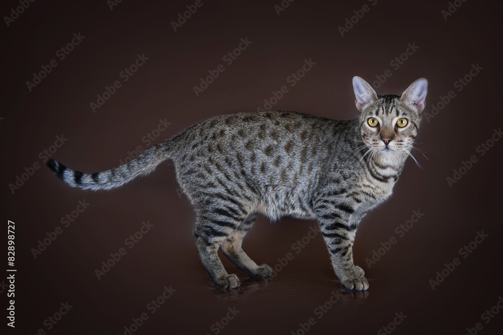 Savannah kitten on a brown background isolated Savannah kitten on a brown background isolated