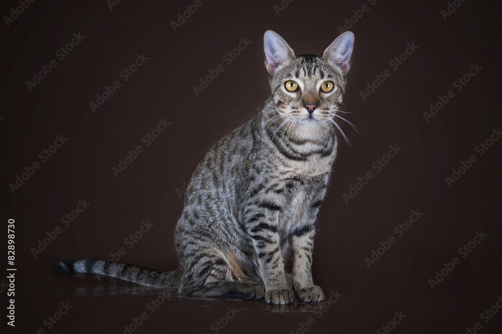 Savannah kitten on a brown background isolated