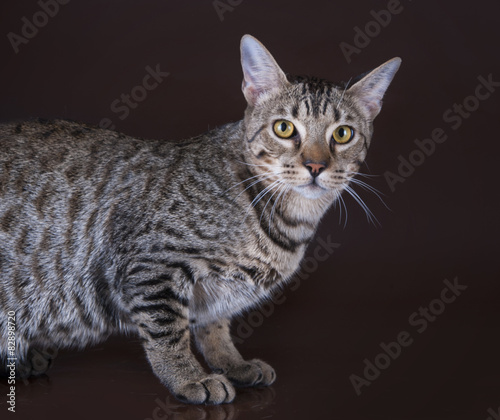 Savannah kitten on a brown background isolated