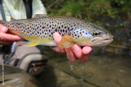 Closeup of brown trout caught by fisherman