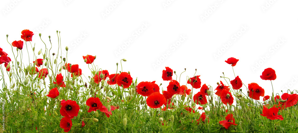Naklejka premium Czerwony mak