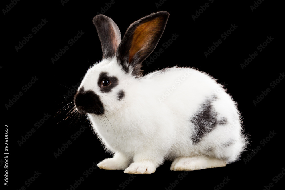 Rabbit Rabbit