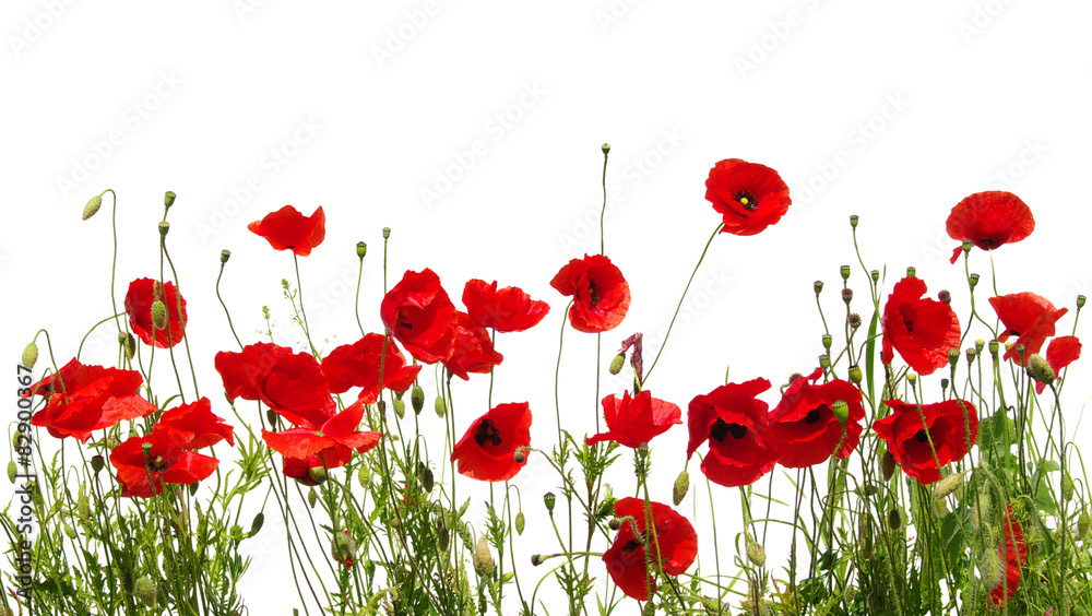 Obraz premium red poppy