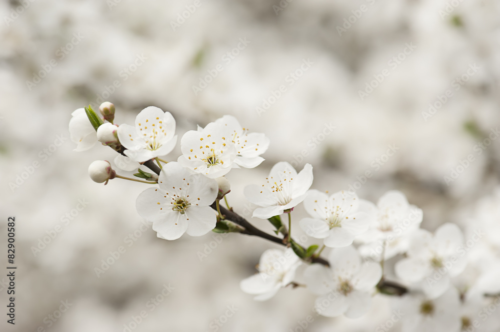 Apricot tree flower Apricot tree flower