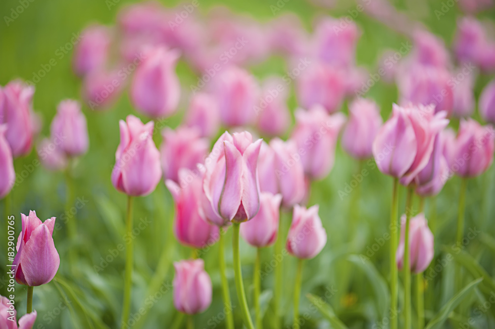 Pink beautiful tulips