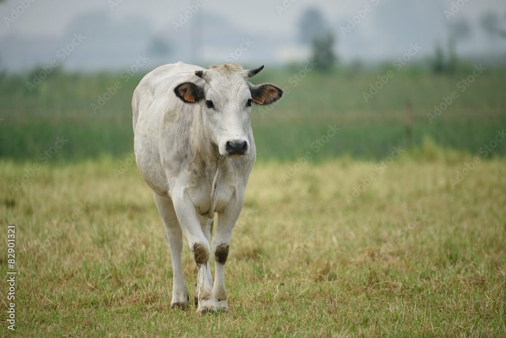 Bovini di allevamento Bovini di allevamento