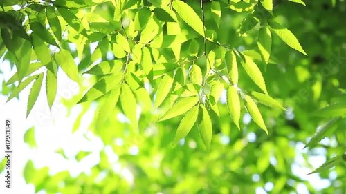 風にそよぐ新緑