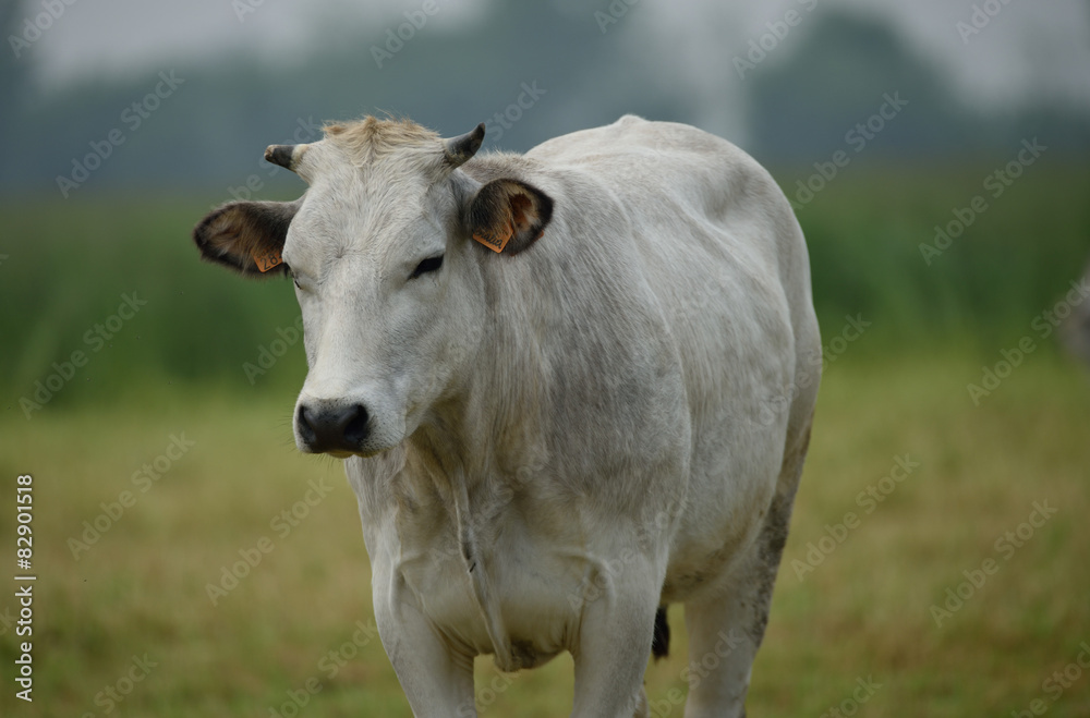 Bovini di allevamento Bovini di allevamento