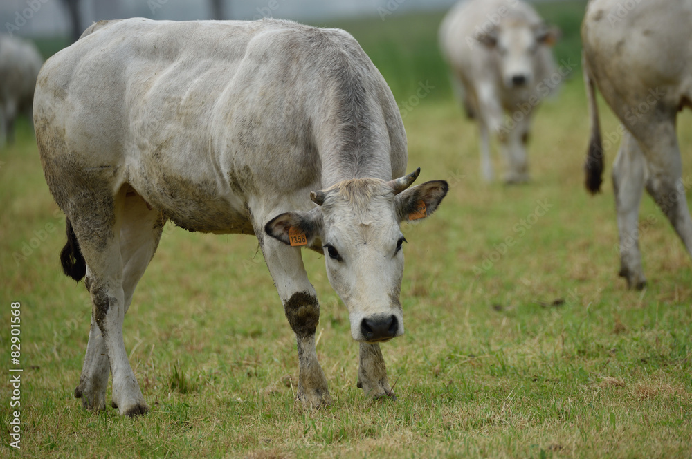 Bovini di allevamento Bovini di allevamento