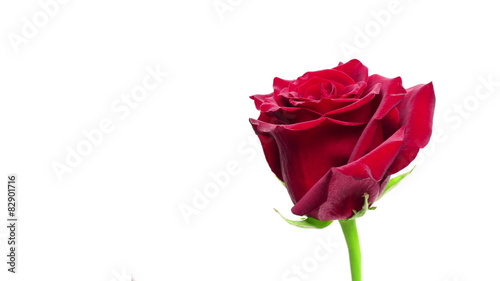 Rose on white Time-lapse