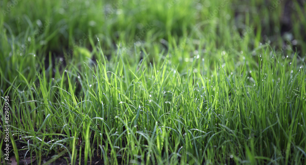Obraz premium Spring landscape 