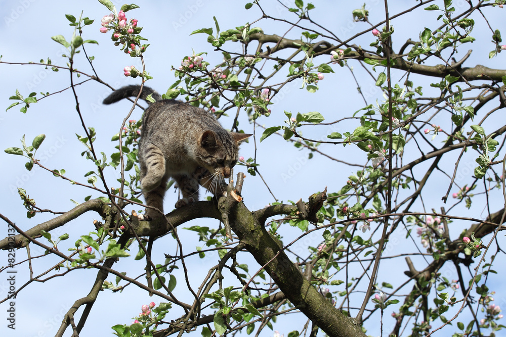 Obraz premium cat on the tree