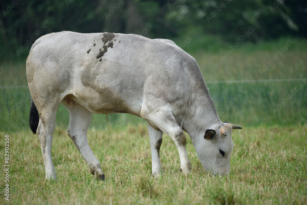 Bovini di allevamento Bovini di allevamento