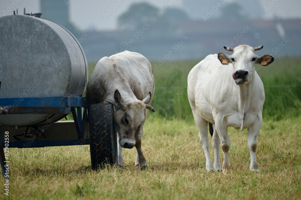 Obraz premium Bovini di allevamento