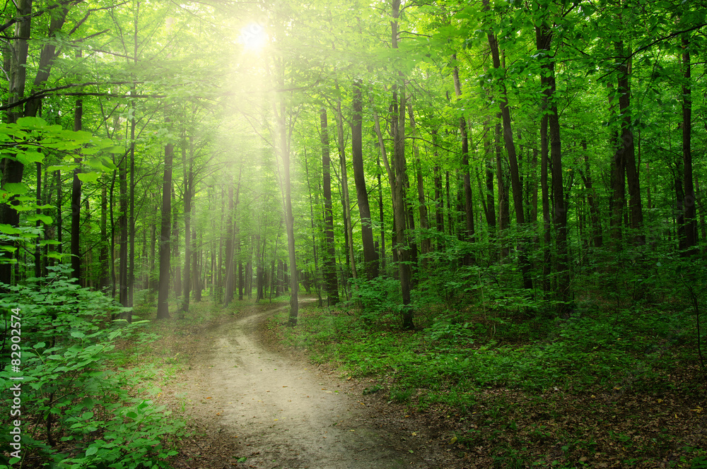Naklejka premium las słońca