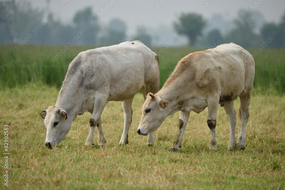 Bovini di allevamento