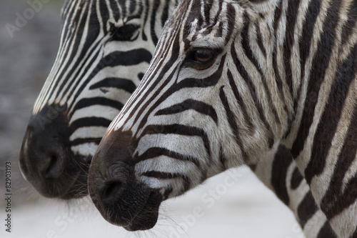Steppenzebra Streifendetails